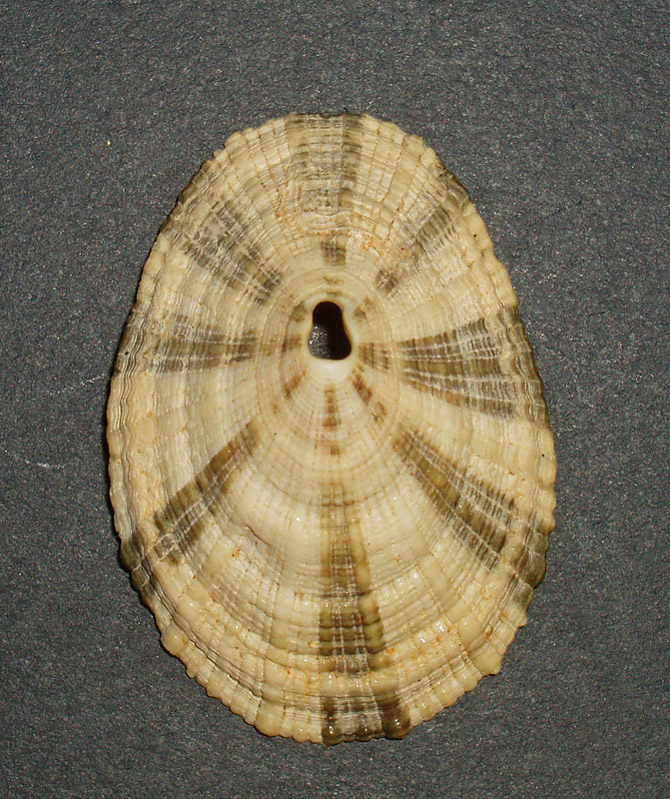 Diodora italica